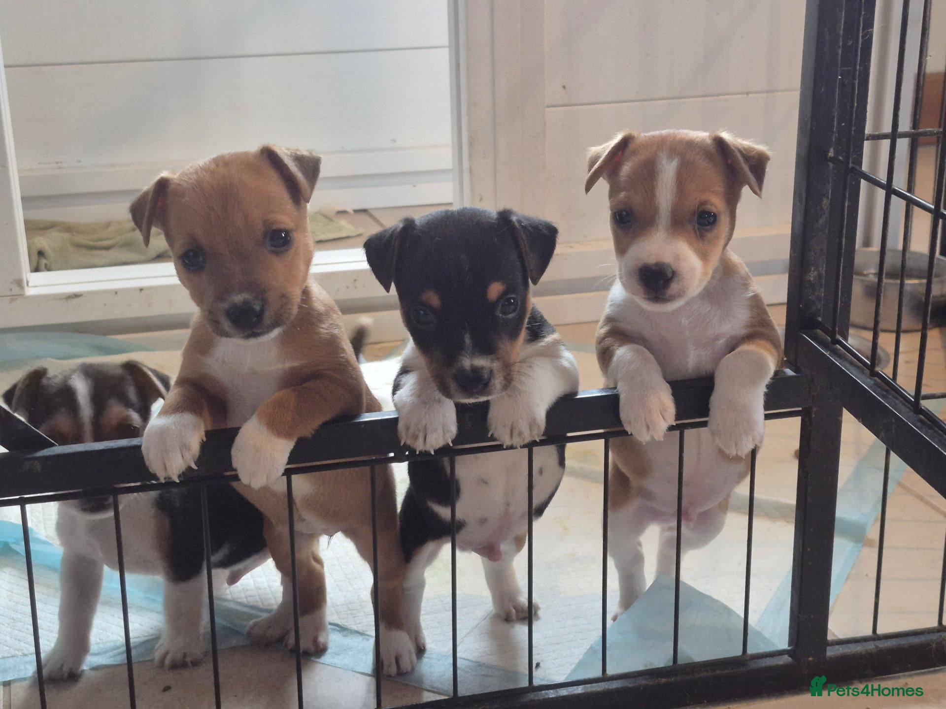 Jack Russell dogs Short legged jack russels - Advert 17