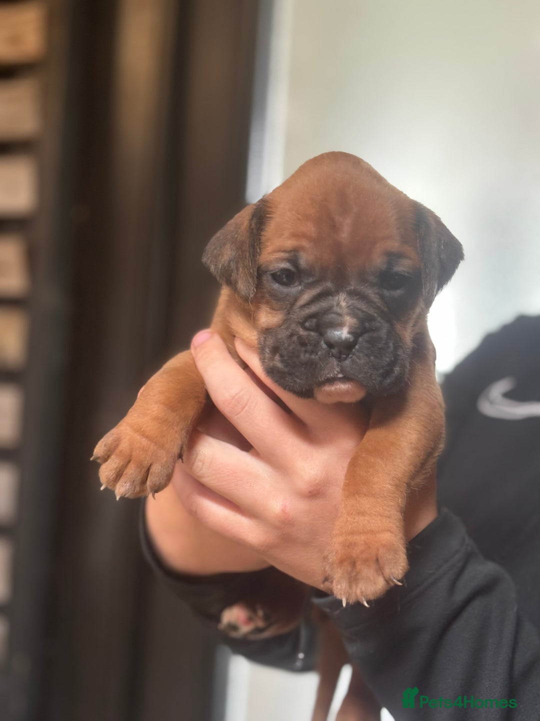 Boxer dogs for sale: 5 male boxer pups  - Image 5