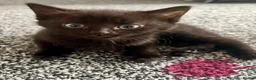 Mixed Breed cats for sale: Kittens looking for a forever home - Advert 2
