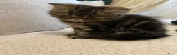 Exotic cats for sale: Exotic Persians  - Advert 13