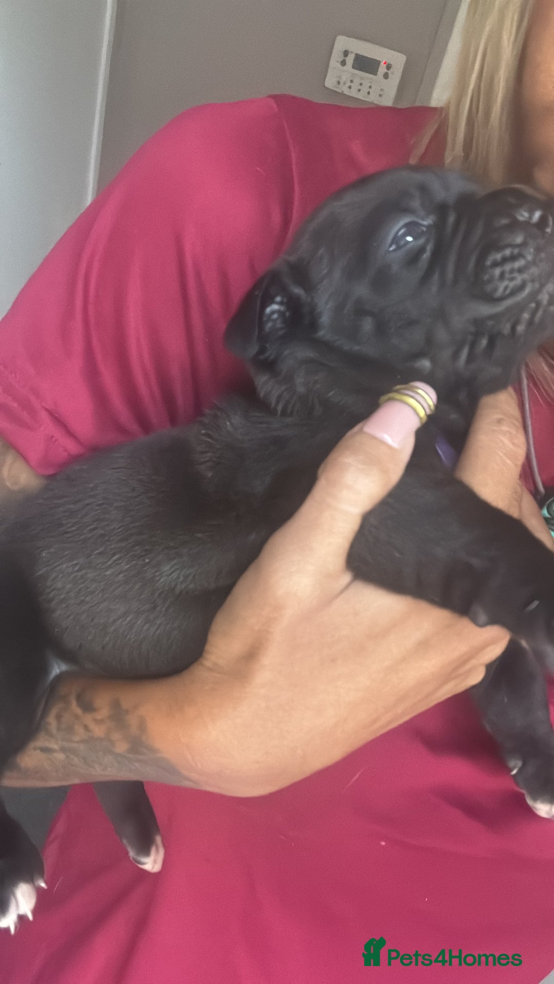Mixed Breed dogs for sale: 2 dogue de Bordeaux x cane corso puppies - Advert 10