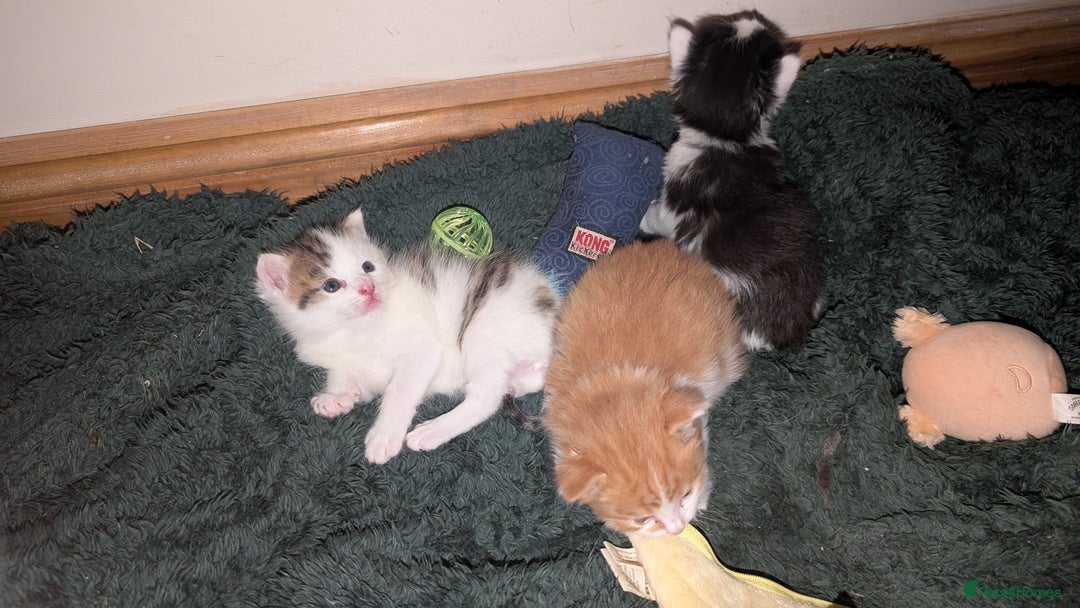 Maine Coon cats for sale: 3 Beautiful Maine coon kittens for sale  😍 - Advert 6