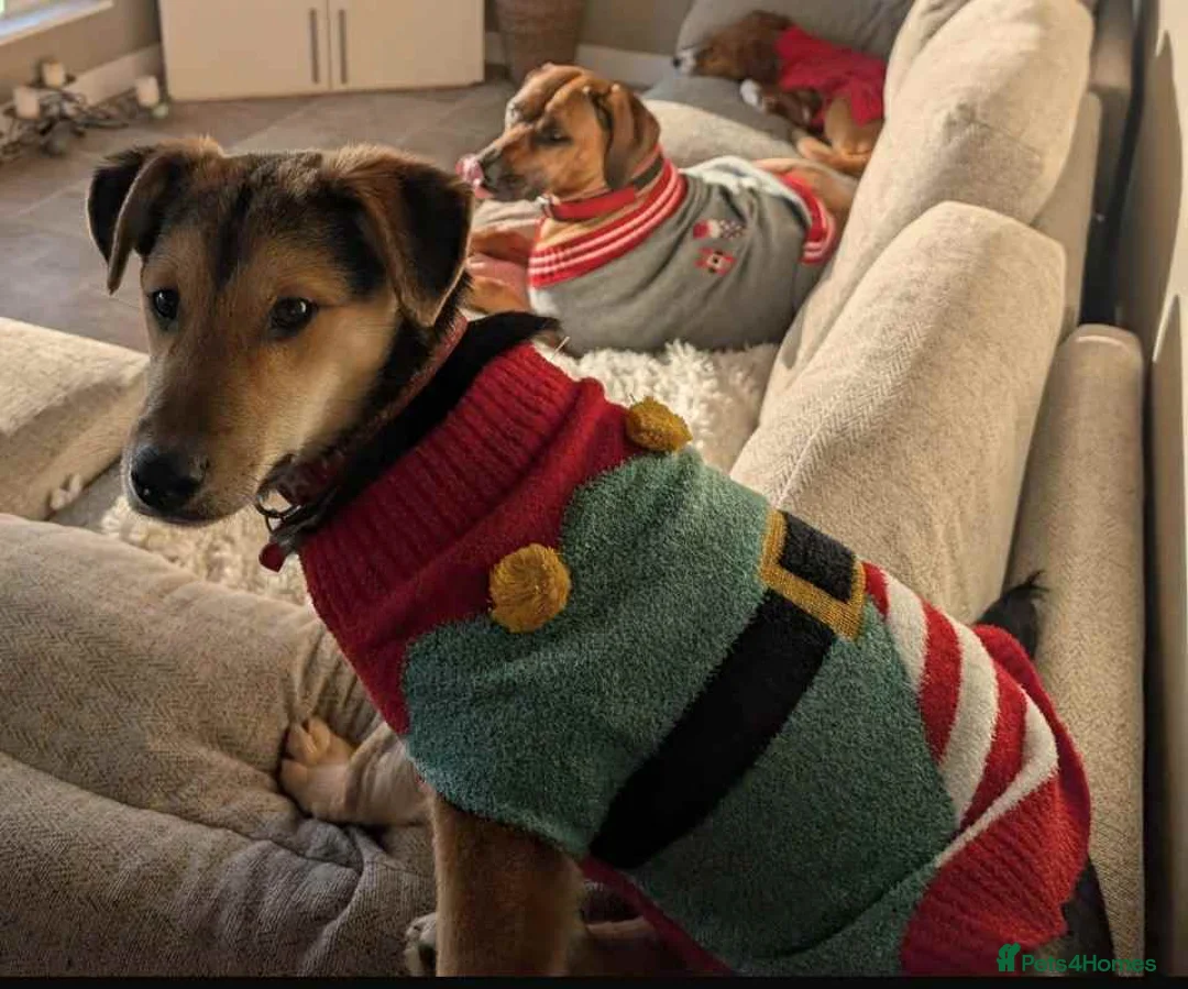 Mixed Breed dogs for adoption: Mikka says “is it me you’re looking for ?”  in Tiverton - Advert 3