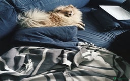 Pomeranian dogs for stud: Pomeranian Stud - Image 6