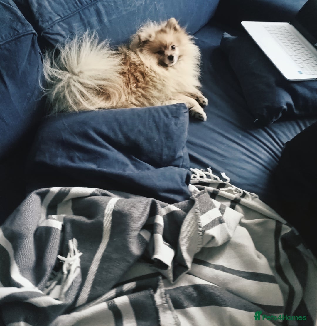 Pomeranian dogs for stud: Pomeranian Stud - Image 6