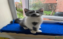 Mixed Breed cats for sale: Cute kittens looking for loving home  - Image 1