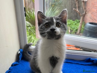 Mixed Breed cats for sale - Advert 1