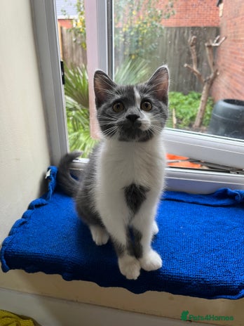 Mixed Breed cats - Advert 3