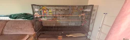 Budgerigars birds for sale: 2 budges plus cage  in Bristol - Advert 7