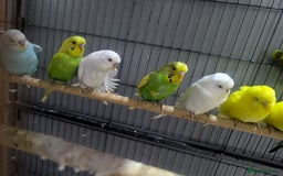 Budgerigars birds for sale: Albino Budgies White and Yellow Colours - Image 8