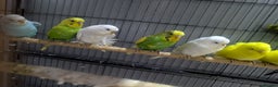 Budgerigars birds for sale: Albino Budgies White and Yellow Colours - Advert 5