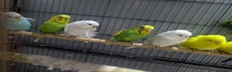 Budgerigars birds for sale: Albino Budgies White and Yellow Colours - Advert 5