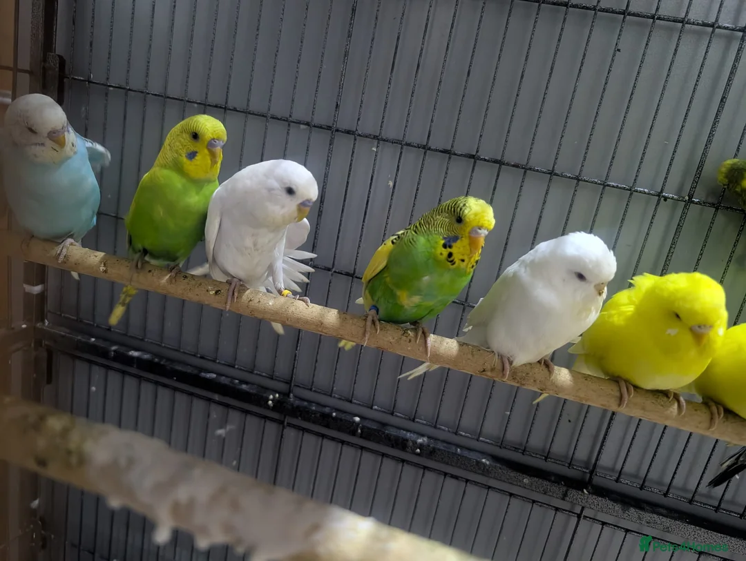 Budgerigars birds for sale: Albino Budgies White and Yellow Colours - Advert 5