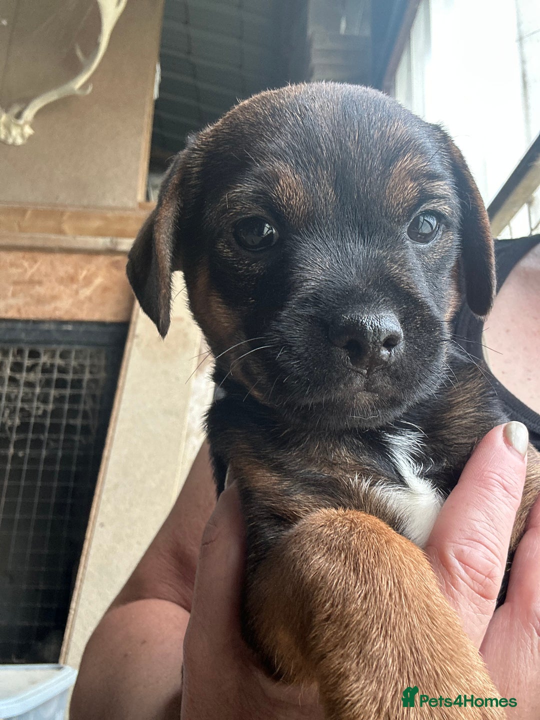 Border Terrier dogs for sale: Border Terrier Pups - Image 28