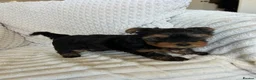 Yorkshire Terrier dogs for sale: Stunning Yorkshire pupp for sale. in Dumfries - Advert 5