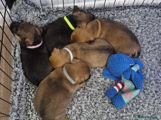 Mixed Breed dogs Border Jack Puppies. - Advert 8