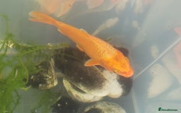 Koi Carp fish for sale: Koi Carp - Image 13