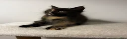 Maine Coon cats for sale: Beautiful Maine Coon Kittens - Advert 36