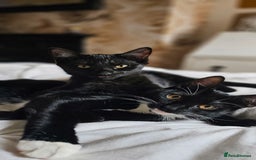 British Shorthair cats for sale: Kittens ready for their forever homes 💕 - Image 8