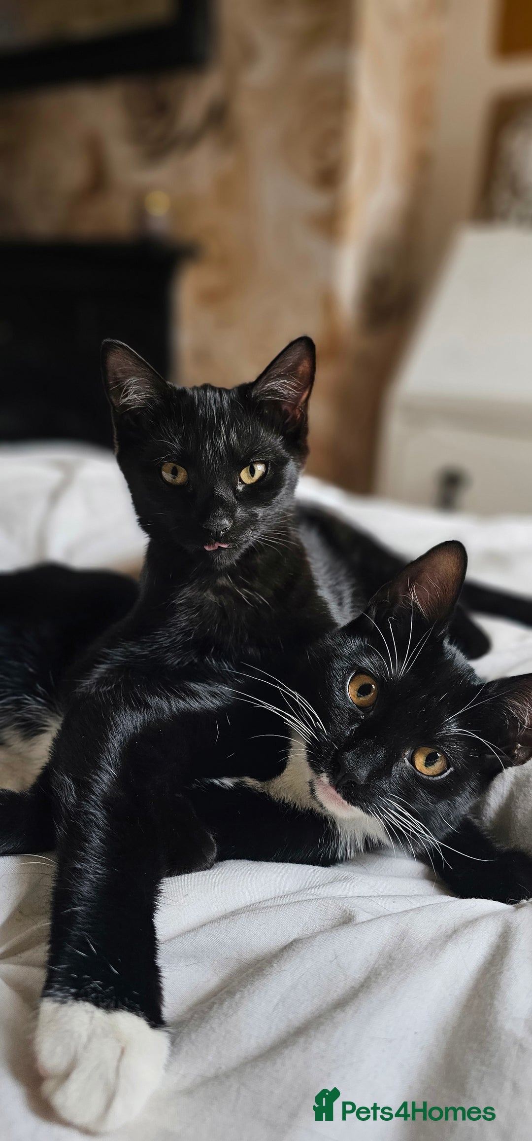 British Shorthair cats for sale: Kittens ready for their forever homes 💕 - Image 8