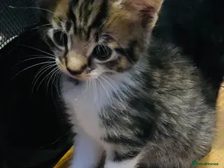 Mixed Breed cats 5 Gorgeous Bengal mixed kittens - Advert 2