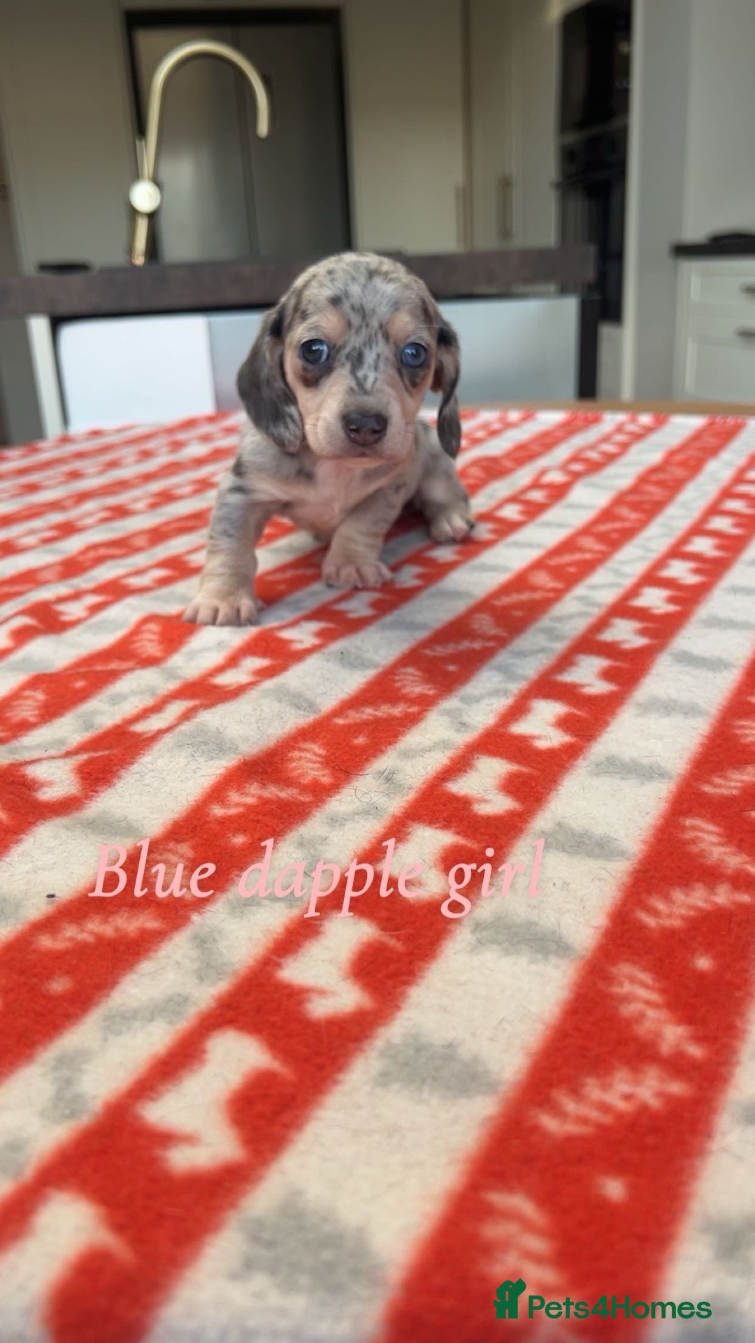 Miniature Dachshund dogs for sale: ***mini dachshunds *** - Advert 12
