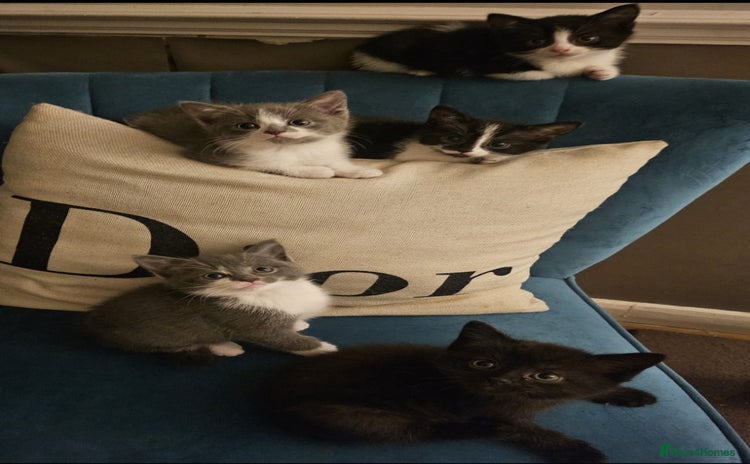 British Shorthair cats - Advert 4