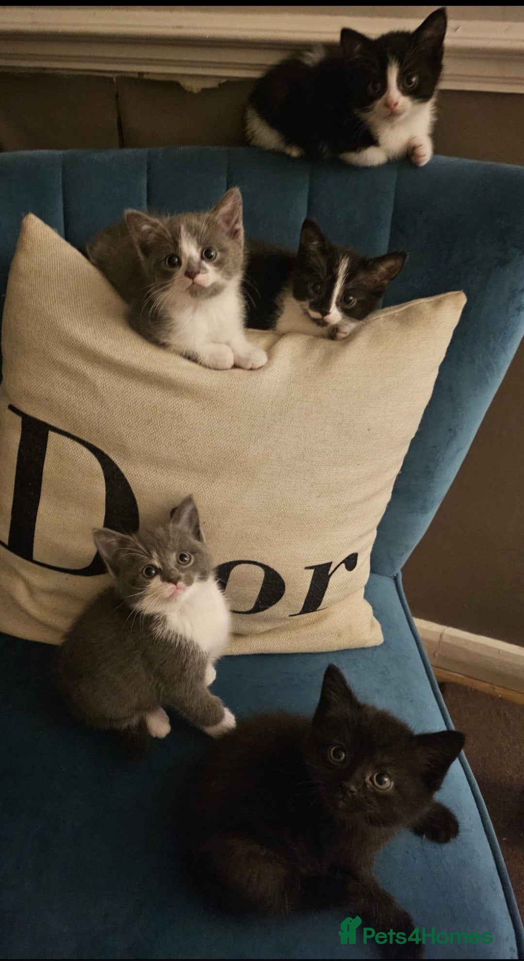 British Shorthair cats for sale: Beautiful British Short haired mixed kittens  - Image 1