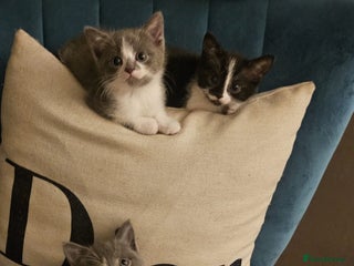 British Shorthair cats - Advert 15