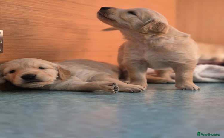 Golden Retriever dogs - Advert 4