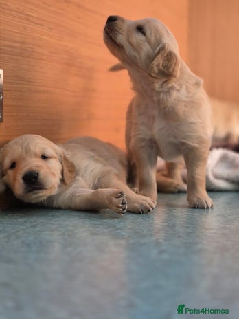 Golden Retriever dogs - Advert 1