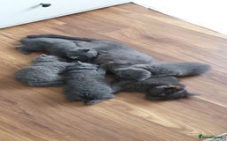 British Shorthair cats for sale: Beautiful British shorthair boys READY TO GO - Image 6