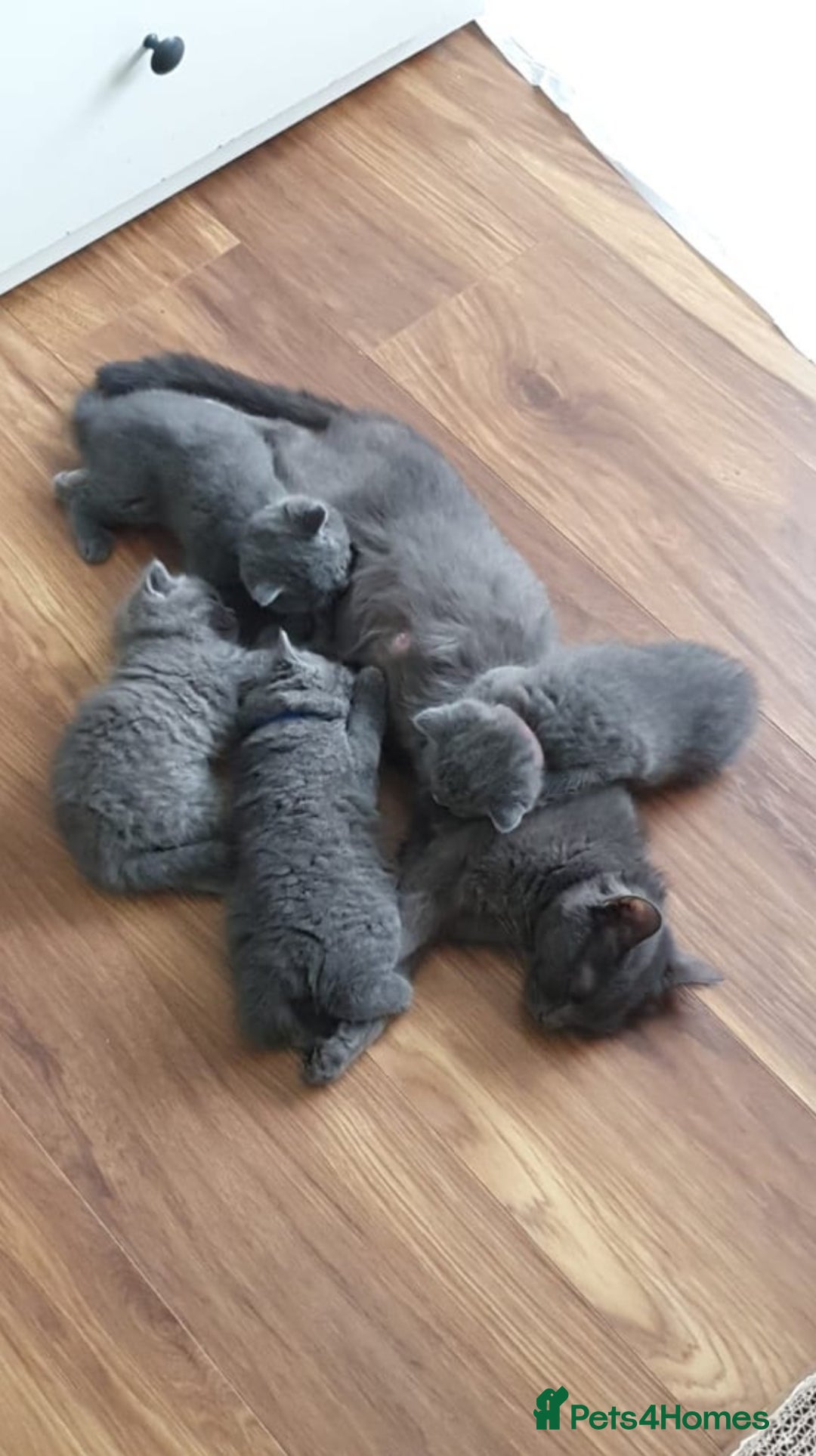 British Shorthair cats for sale: Beautiful British shorthair boys READY TO GO - Image 6