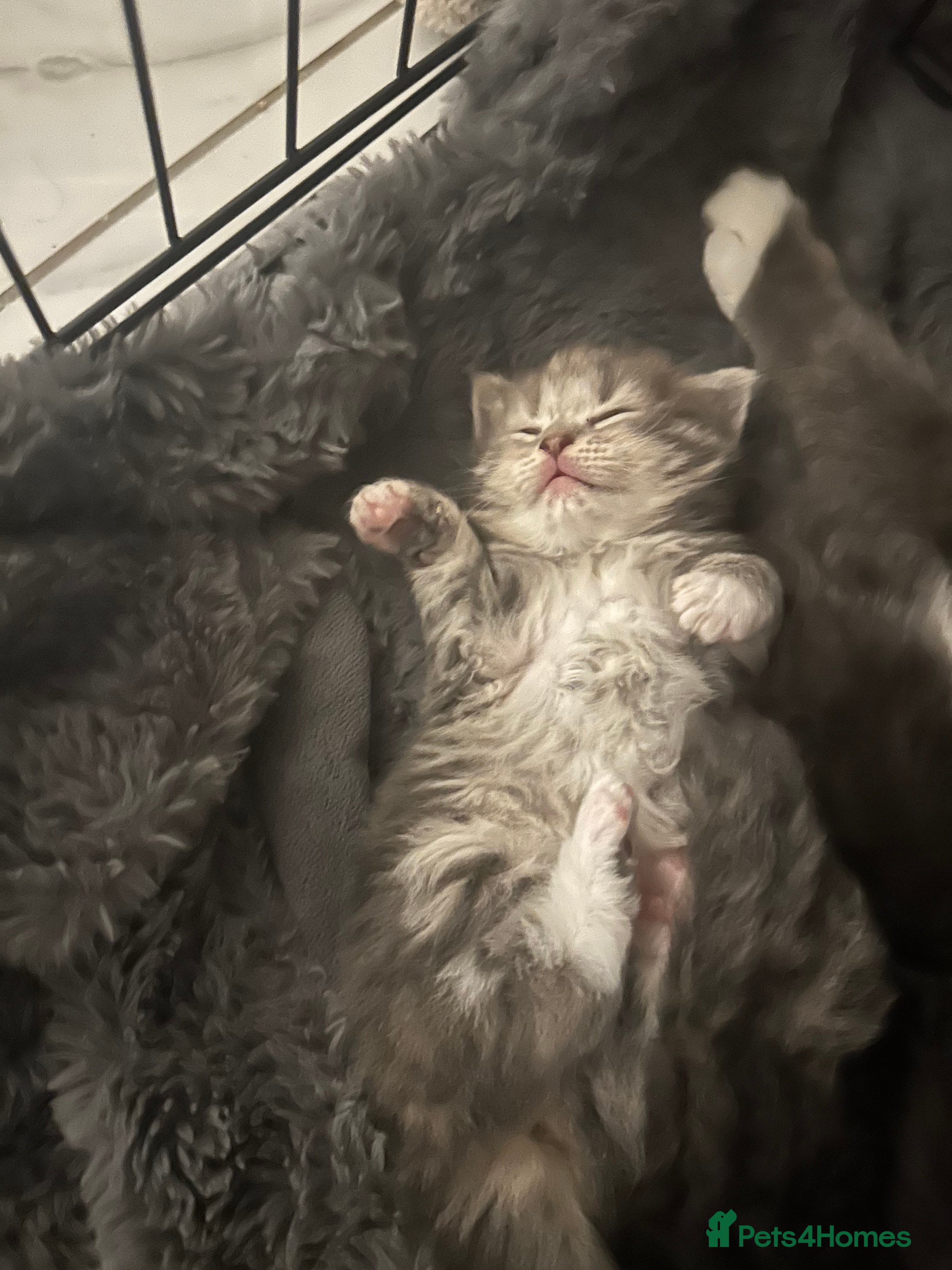 Maine Coon cats Female mainecoon x British blue kittens  - Advert 13