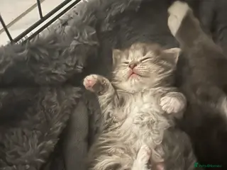 Maine Coon cats Female mainecoon x British blue kittens - Advert 8