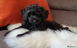 Cockapoo dogs for sale: Adorable best friend pups, sold fully vaccinated - Image 10