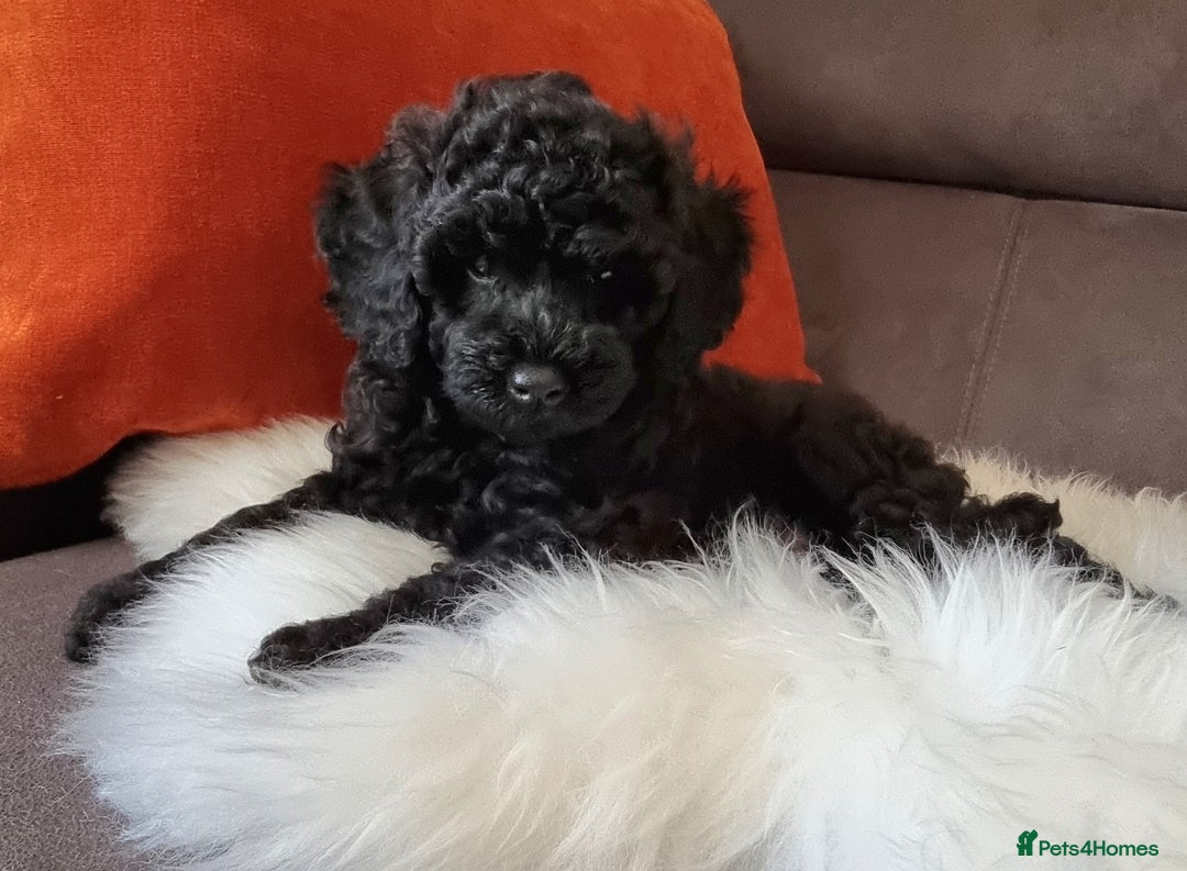 Cockapoo dogs for sale: Adorable best friend pups, sold fully vaccinated - Image 10