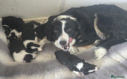 Border Collie dogs for sale: Border collie pups  - Image 13