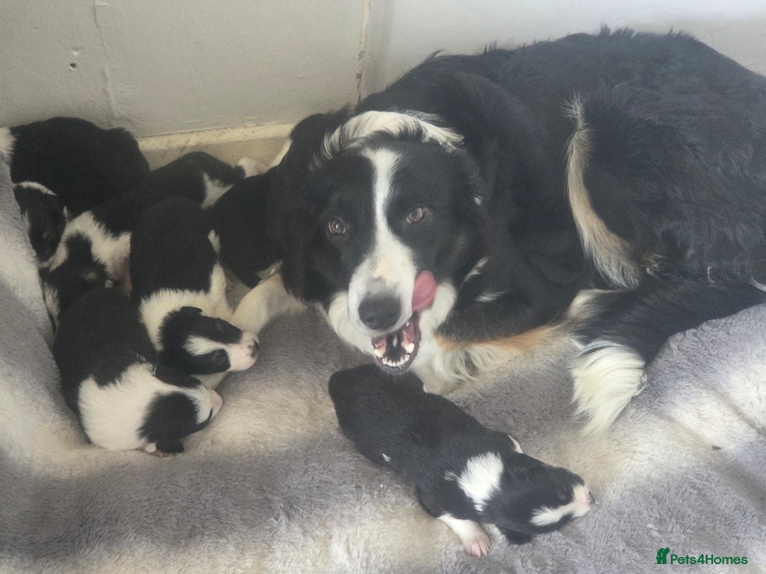 Border Collie dogs for sale: Border collie pups  - Image 13