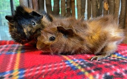 Guinea Pig rodents for sale: Beautiful pairs of male Abyssinian guinea pigs - Image 11