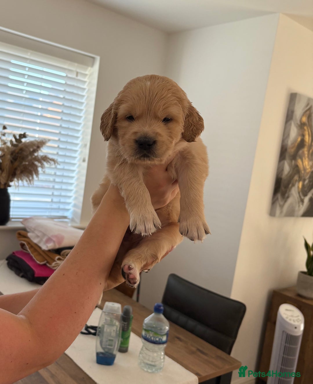 Golden Retriever dogs for sale: Outstanding, KC Champion Golden Retrievers 🐾🏆  in St. Neots - Image 35