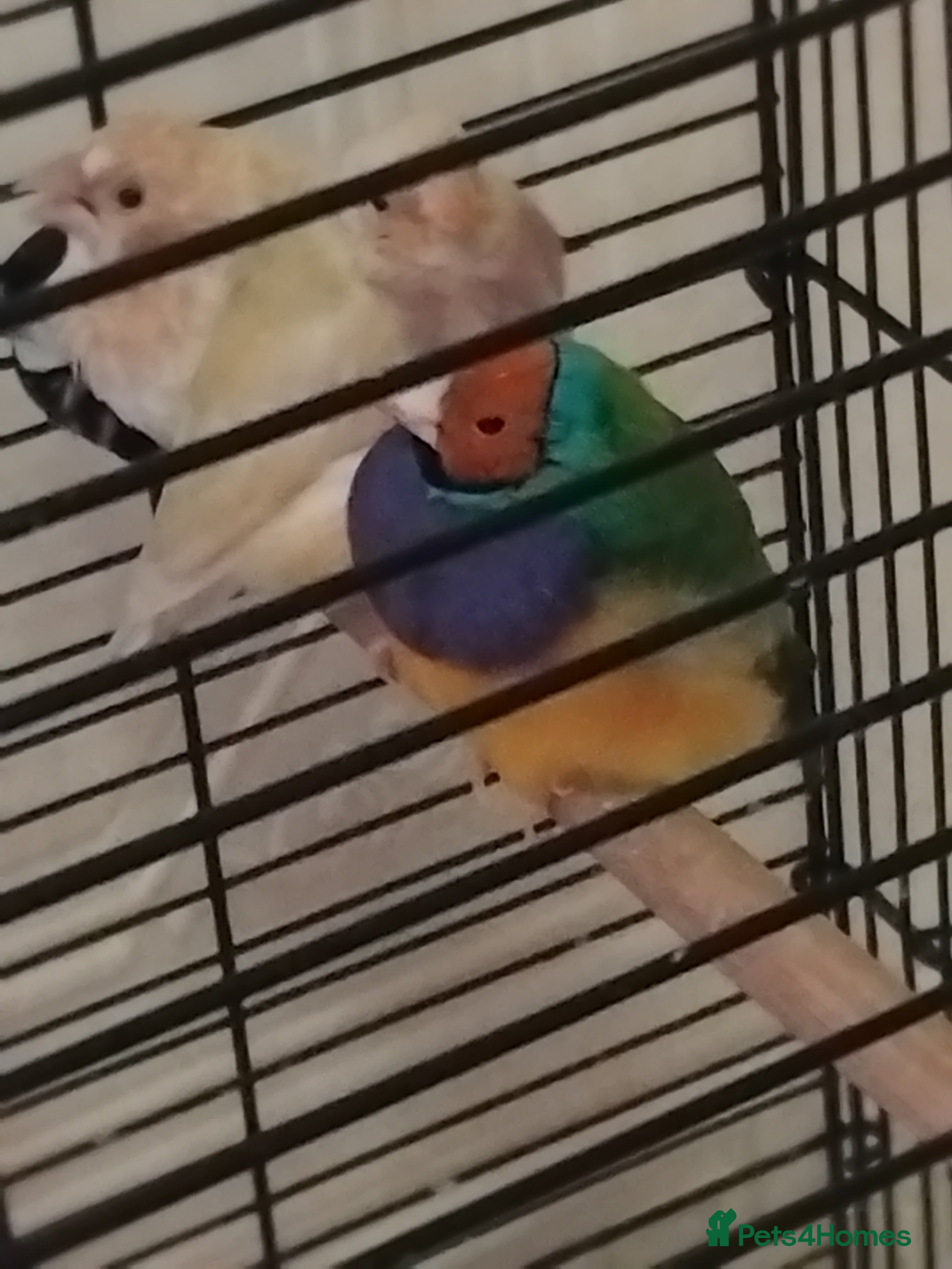 Finches birds Finches Birds - Advert 1