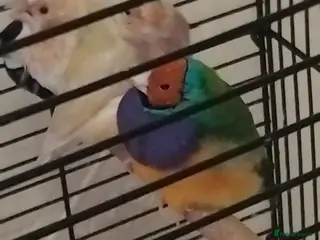 Finches birds Finches Birds - Advert 1