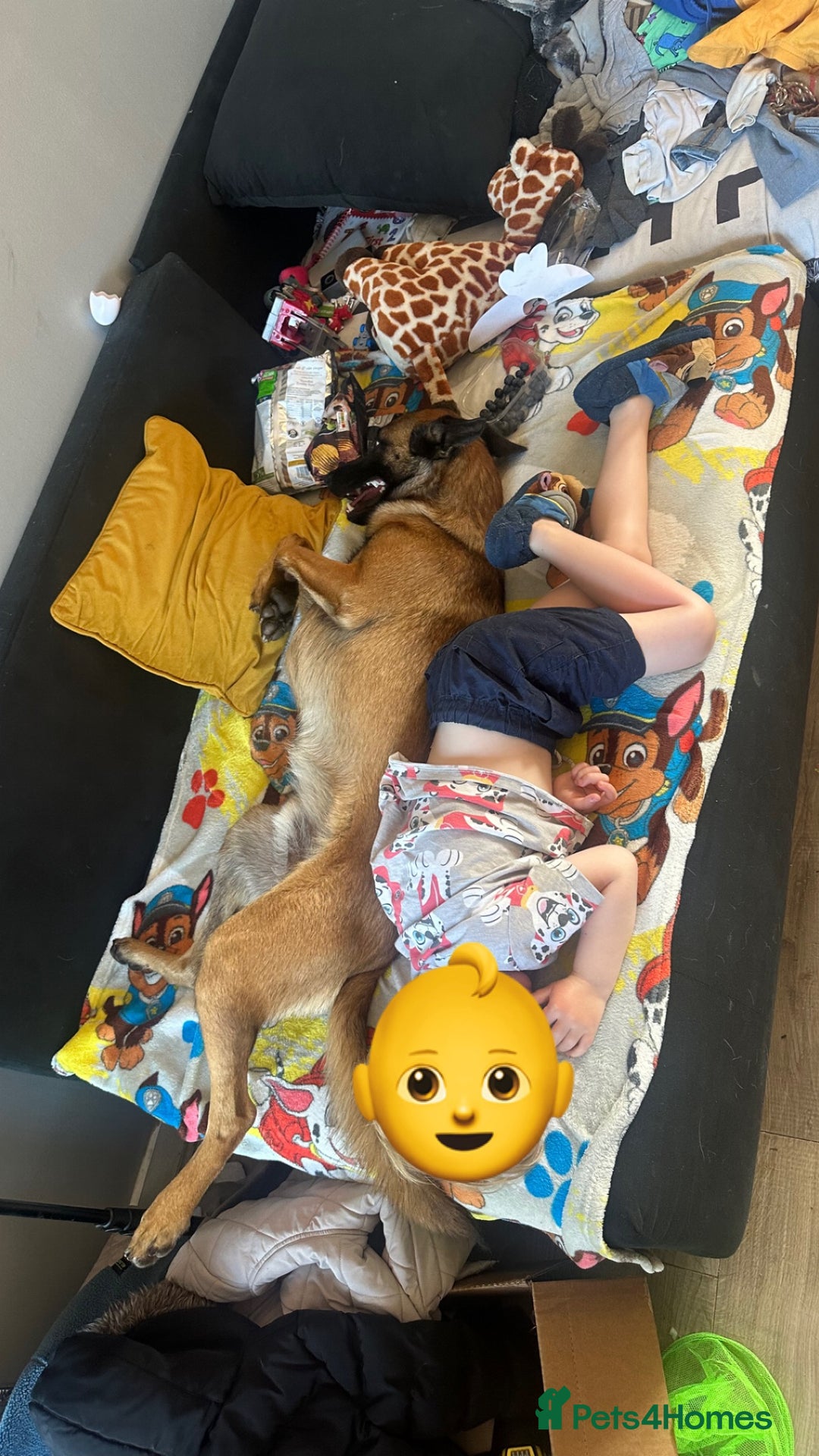 Belgian Shepherd Dog dogs for sale: 1 year old male malinois - Image 5