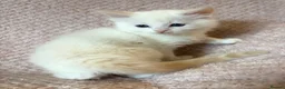 Ragdoll cats for sale: Beautiful pedigree Ragdoll kittens  - Advert 6