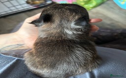 Pomchi dogs for sale: 2 beautiful tiny little Pomchi girls - Image 20