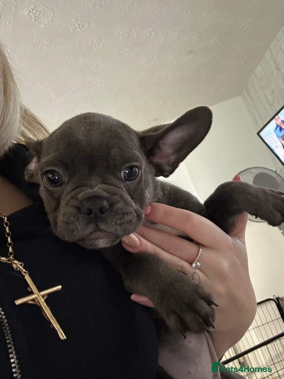 French Bulldog dogs for sale: French Bulldog pups - Advert 17