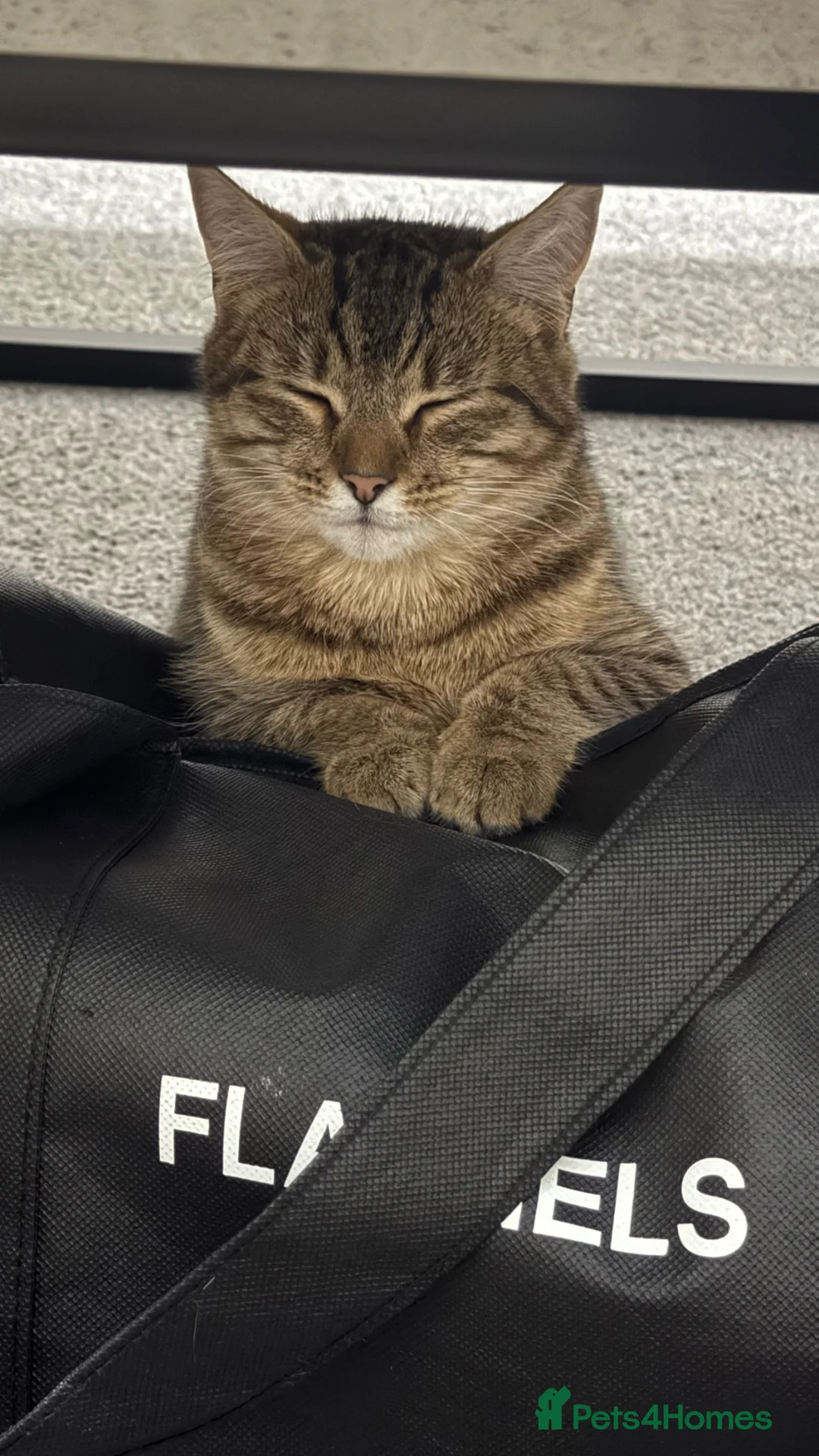 British Shorthair cats for sale: 3 British shorthaired tabbies - Advert 1