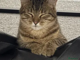 British Shorthair cats 3 British shorthaired tabbies - Advert 2