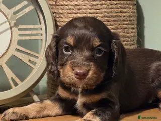 Cocker Spaniel dogs Ready now Gorgeous working cockers - Advert 1